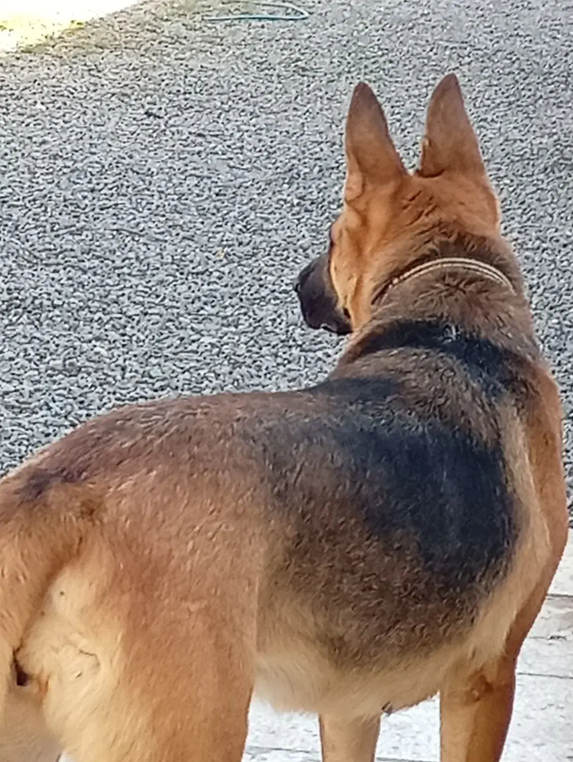 حیوانات سگ|سگ|کاشان, دانشگاه کاشان|دیوار