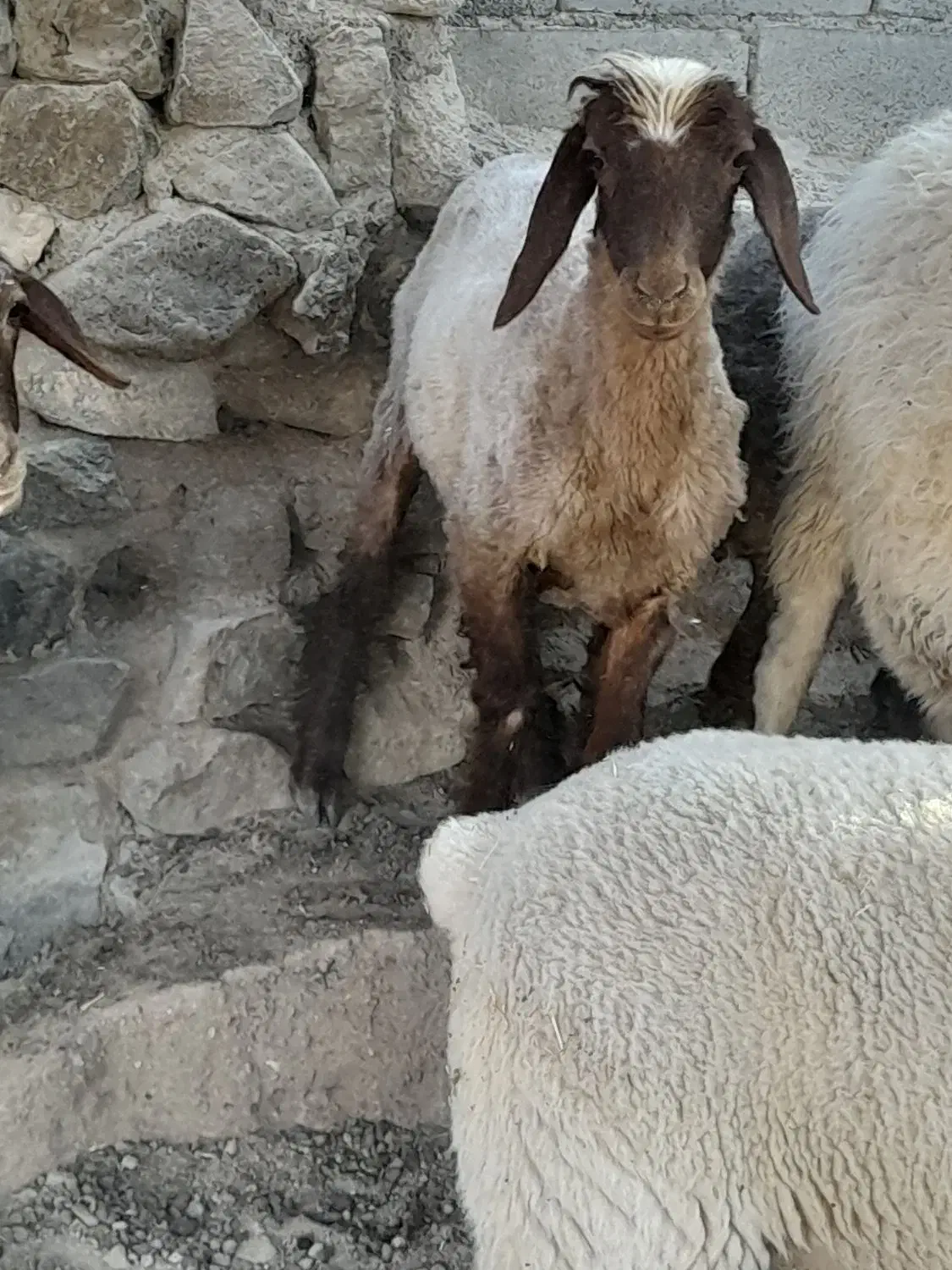 بره نر و ماده|حیوانات مزرعه|بافت, |دیوار