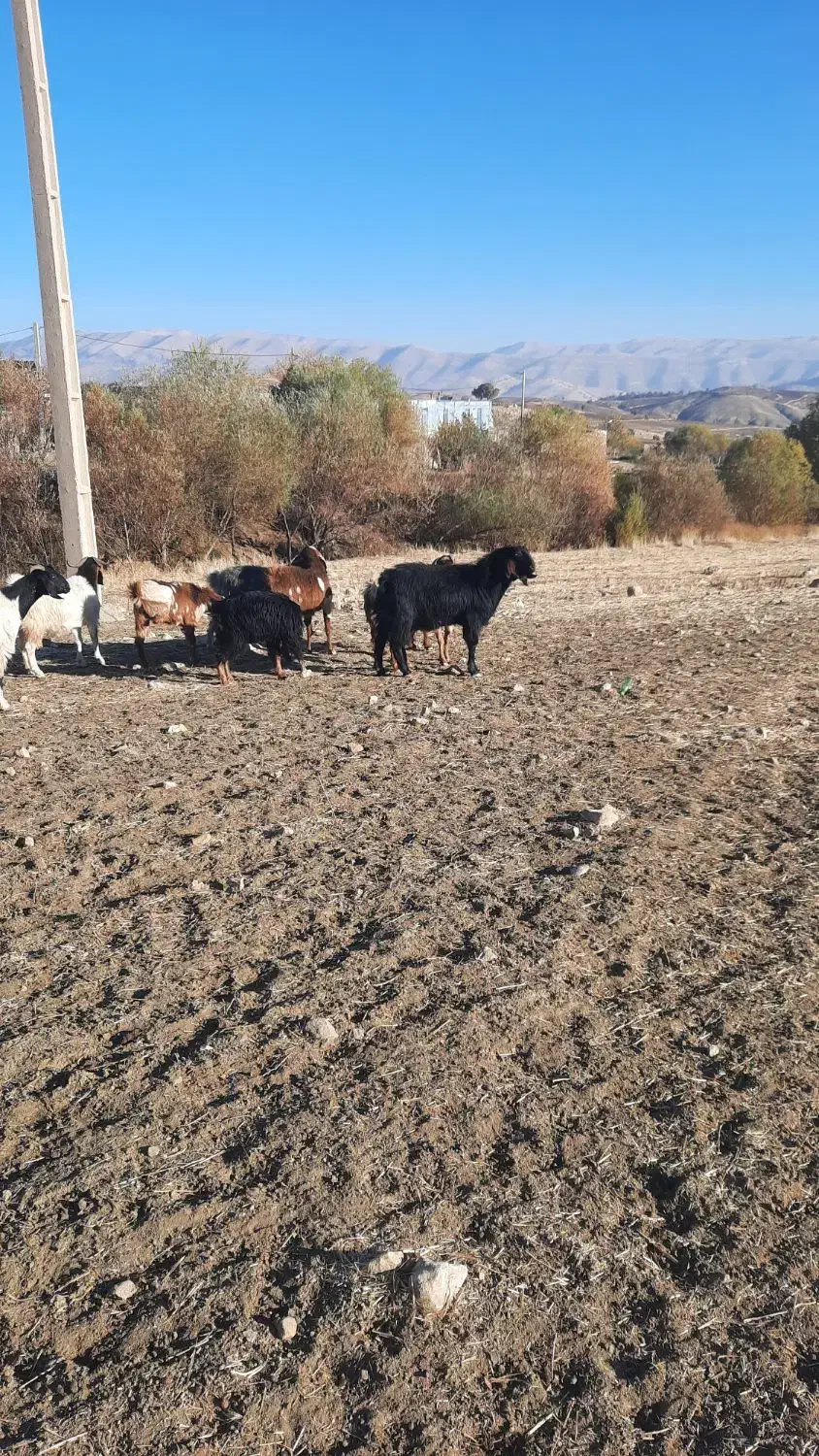 ساورین نژاد دار هلندی|حیوانات مزرعه|گهواره, |دیوار