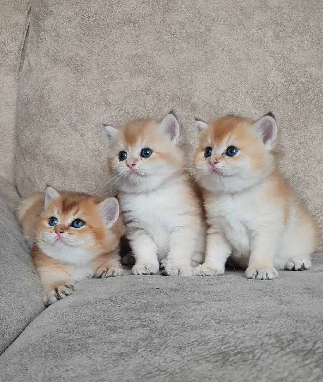 مجموعه گربه های اصیل و خاص ( پرشین بریتیش اسکاتیش)|گربه|رشت, گلسار|دیوار