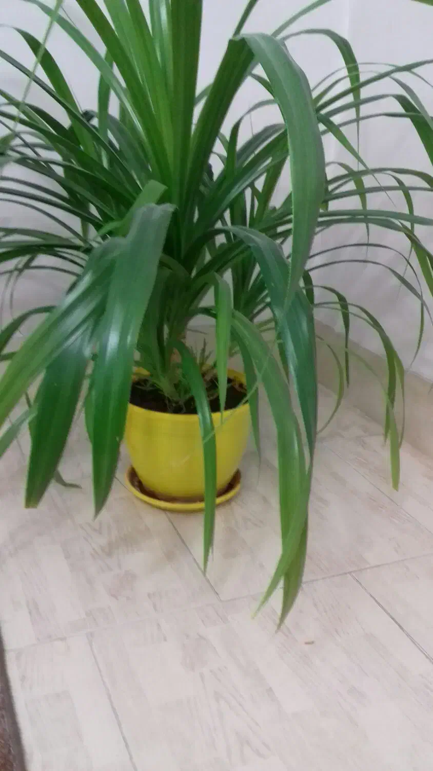 گل پاندانس|گل و گیاه طبیعی|الوند, |دیوار