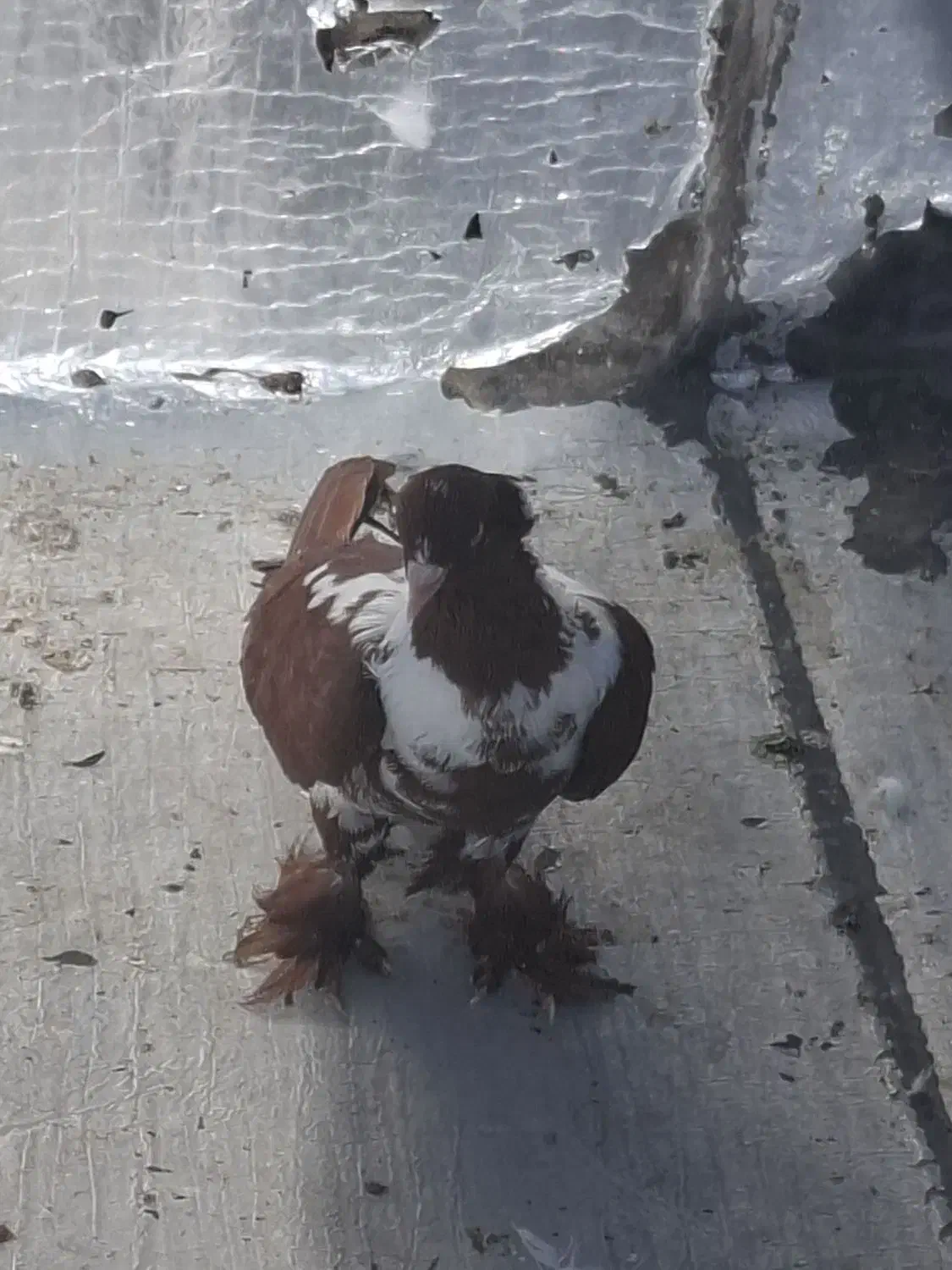 فروشی|حیوانات|اردبیل, |دیوار