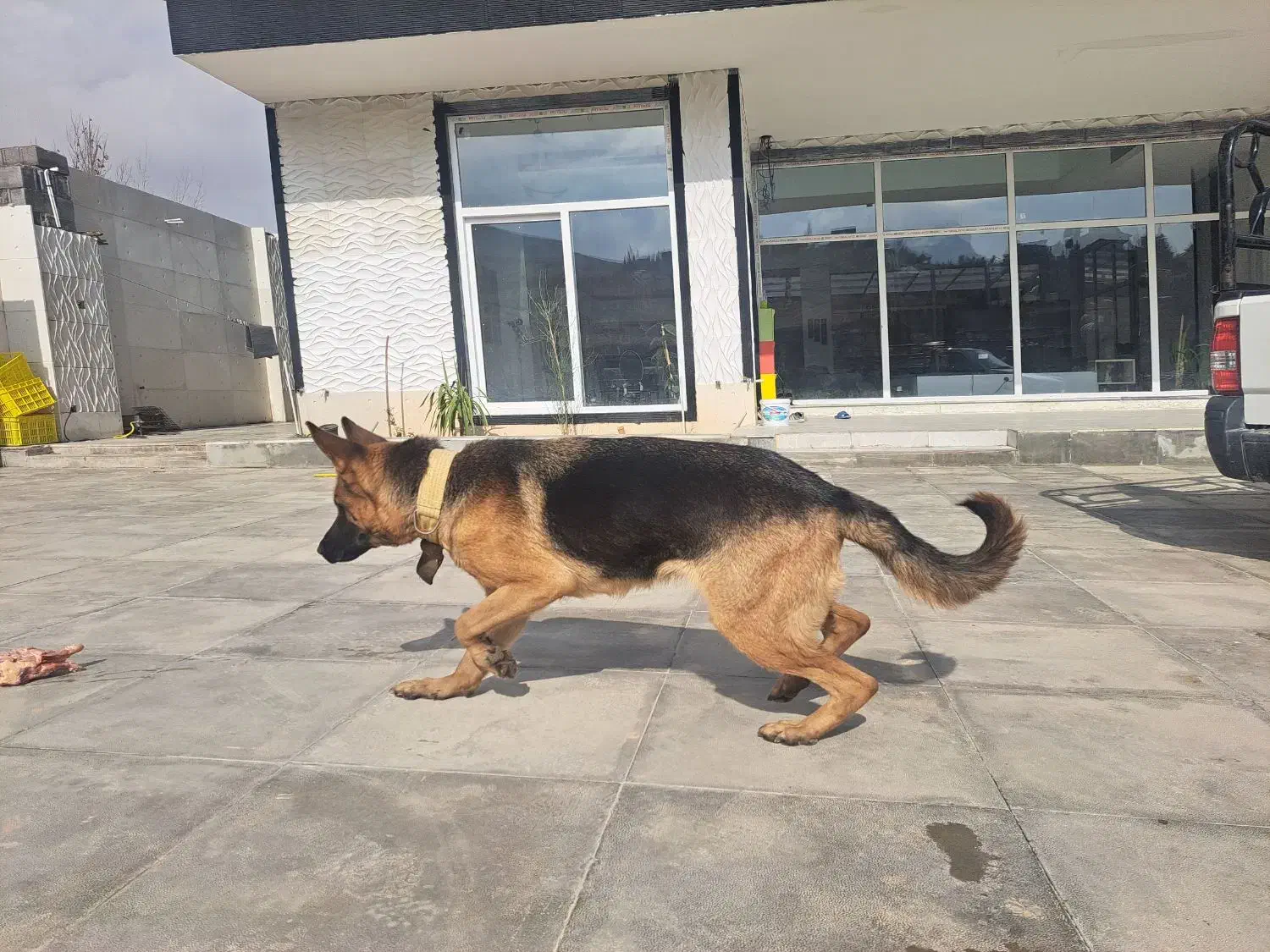 سگ ژرمن شیپر پلیس|سگ|شیراز, قلات|دیوار