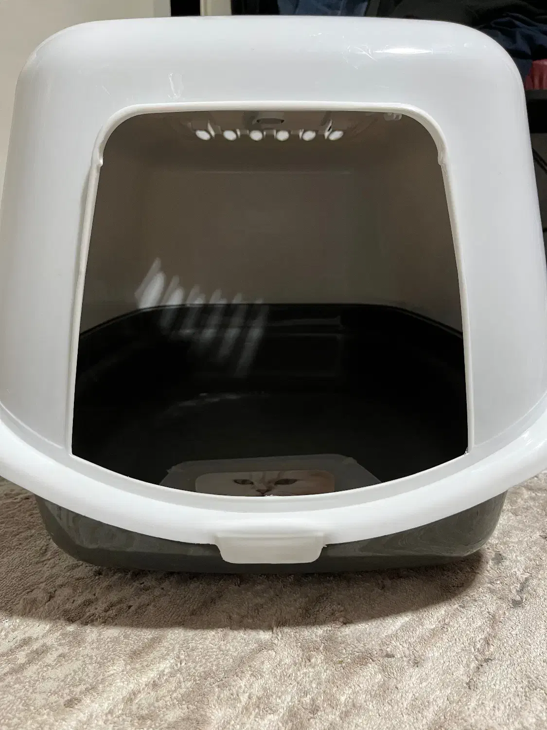 باکس بزرگ (دستشویی)گربه|لوازم جانبی حیوانات|قزوین, |دیوار