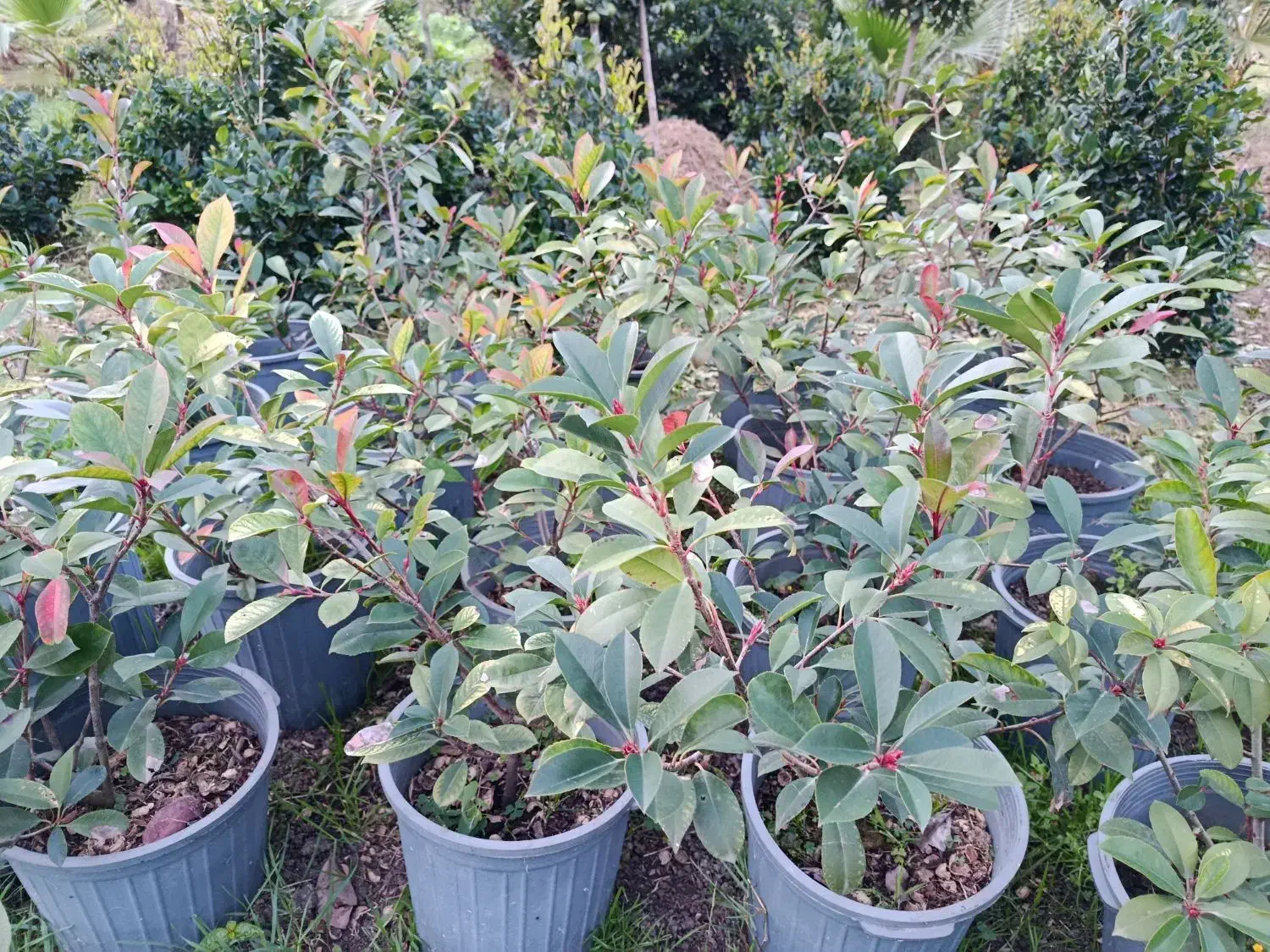 فتونیا ،پالم آبی|گل و گیاه طبیعی|چابکسر, |دیوار