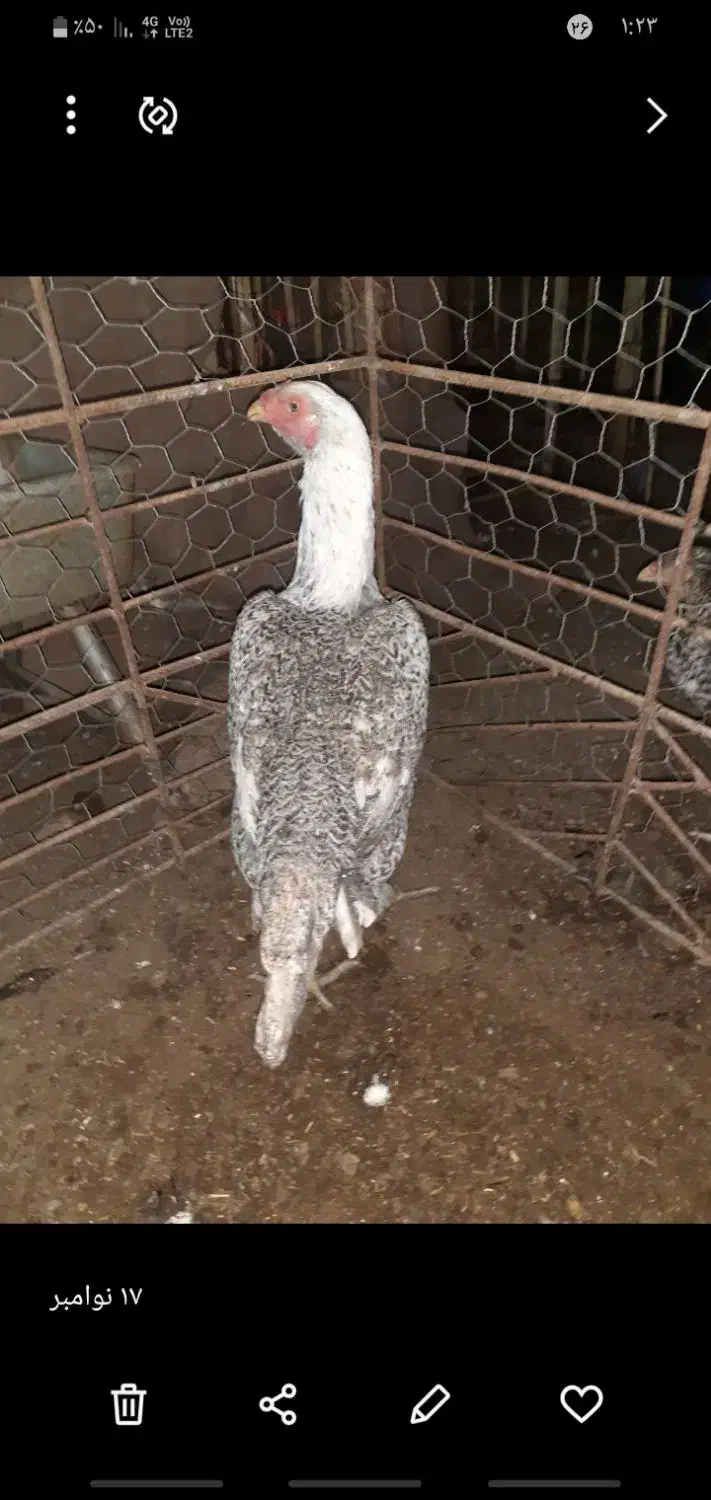مرغ اوشامو اصیل معاوضه با دانه پارس|حیوانات مزرعه|مزرعه کتول, |دیوار