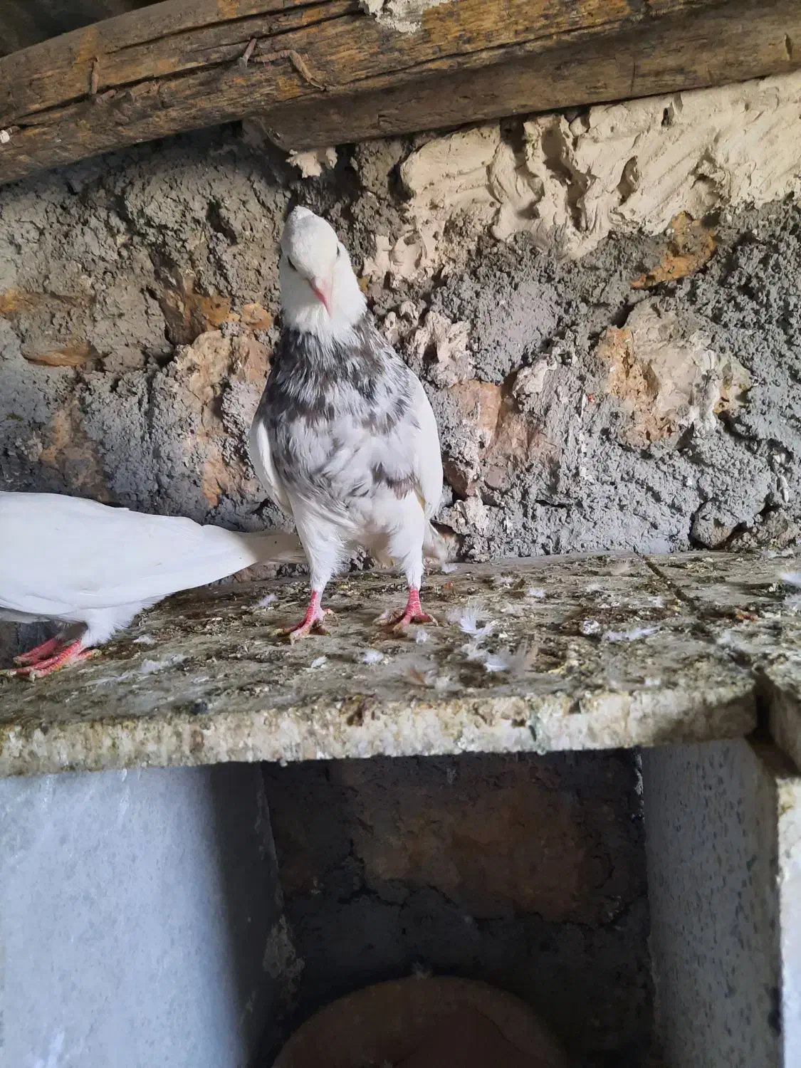 طوقی|پرنده|سرپل ذهاب, |دیوار