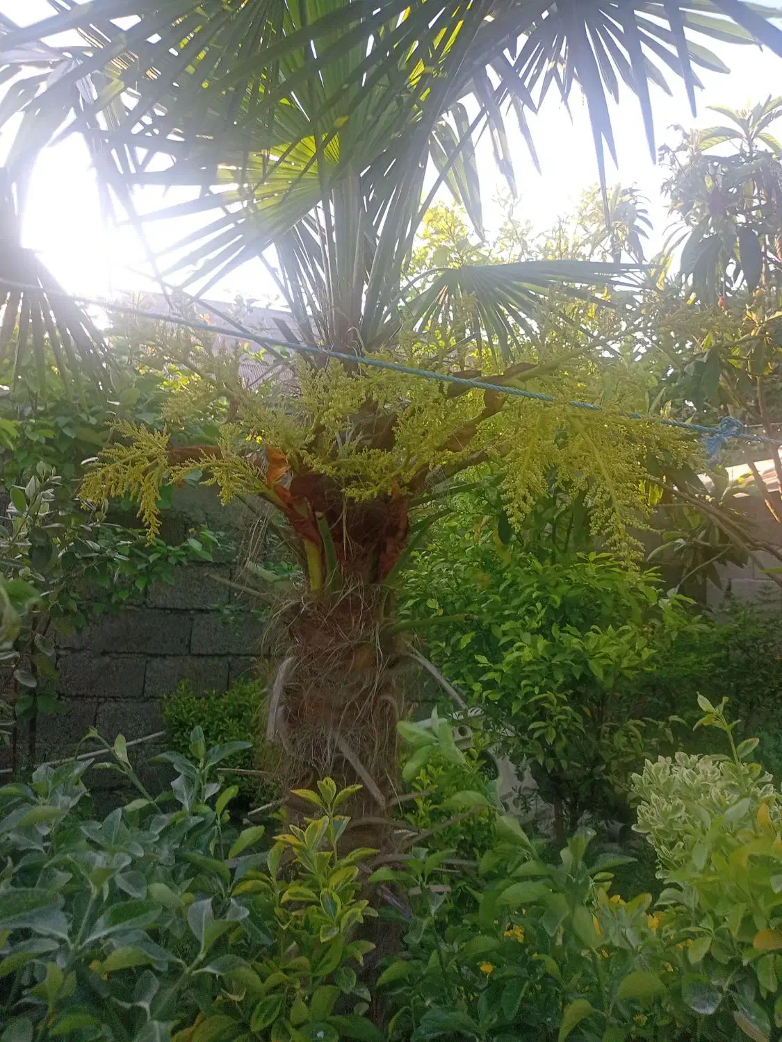 گل های تکی و چندتایی|گل و گیاه طبیعی|کلاچای, |دیوار