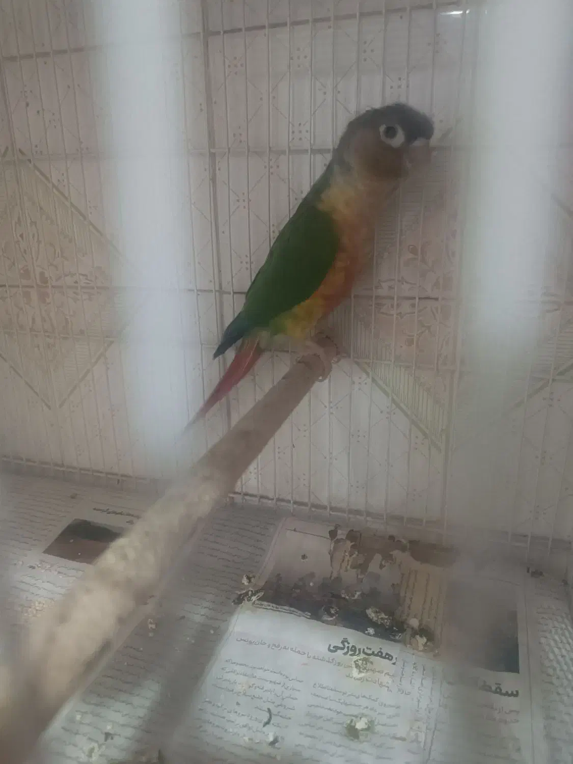 گرینچک نر|پرنده|مشهد, شهید قربانی|دیوار