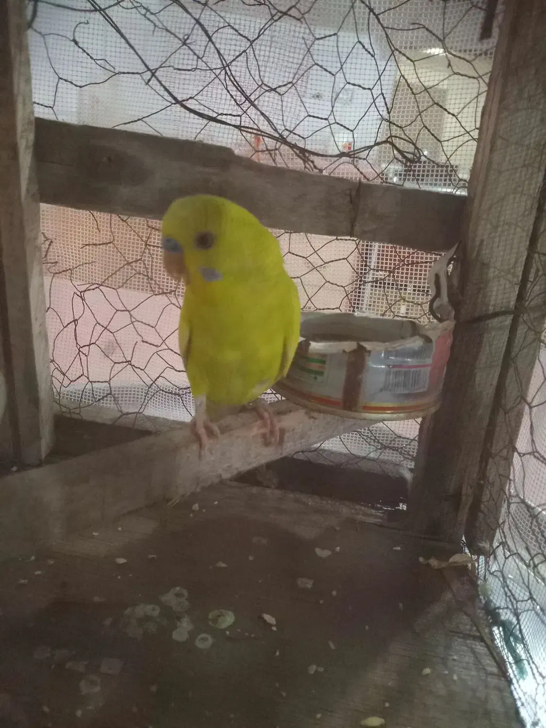 مرغ عشق سخن گوه نر1عدد|پرنده|رودشت (چهارمحال و بختیاری), |دیوار