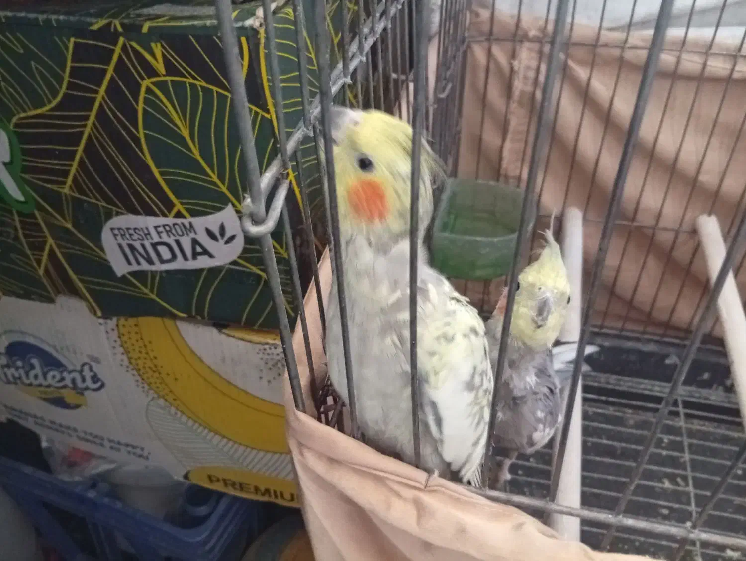 عروس هلندی مولد|پرنده|پاکدشت, شهرک امام رضا|دیوار