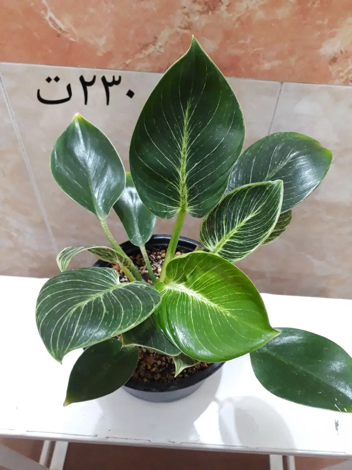 گلهای زیبا خانگی|گل و گیاه طبیعی|مرند, |دیوار