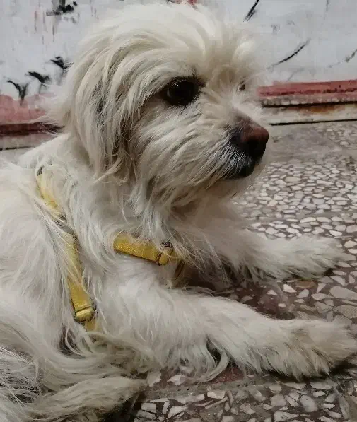 شیتزو ماده|سگ|قم, علی آباد|دیوار