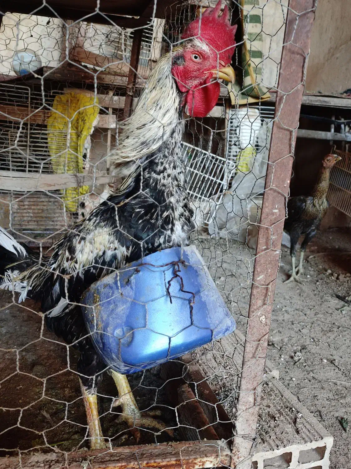 لاری|حیوانات مزرعه|گتوند, |دیوار