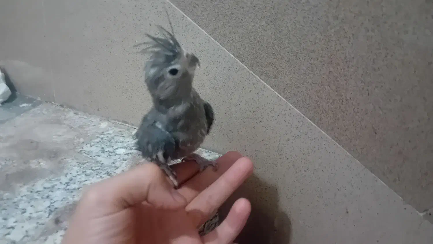 عروس هلندی|پرنده|قم, محمد آباد|دیوار