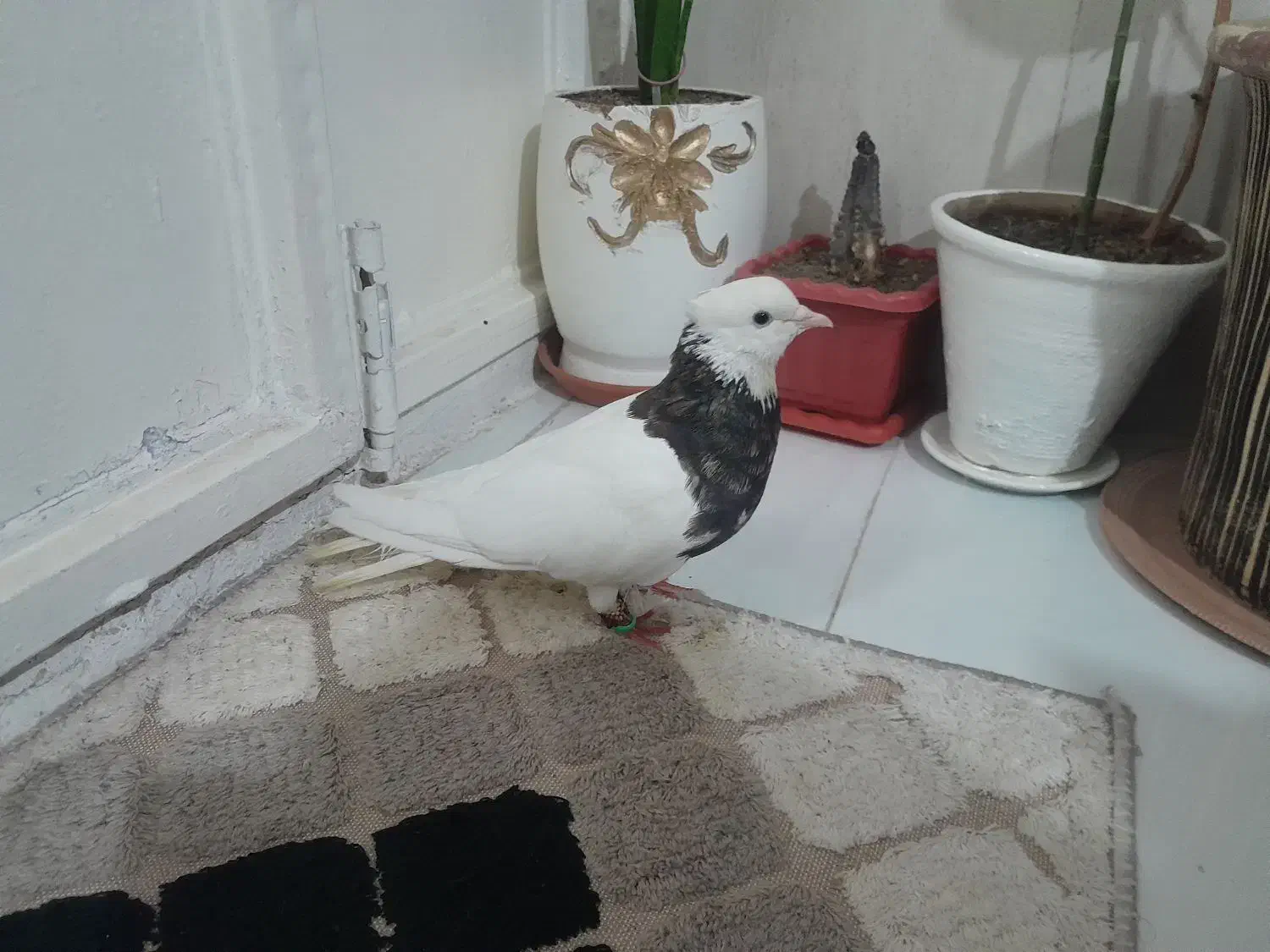 طوقی هفت رنگ نر پاک|پرنده|مشهد, کوی ولیعصر|دیوار