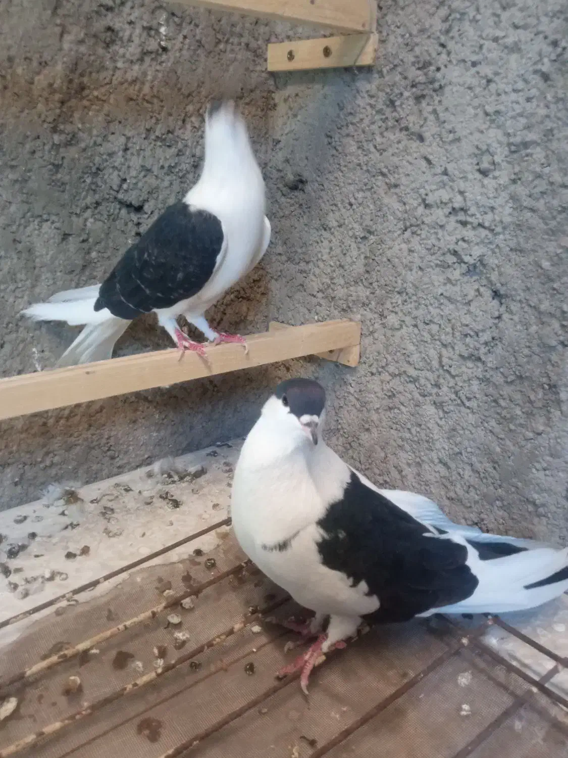 کبوتر نر و ماده طاقی|پرنده|کاشان, دشت چال|دیوار