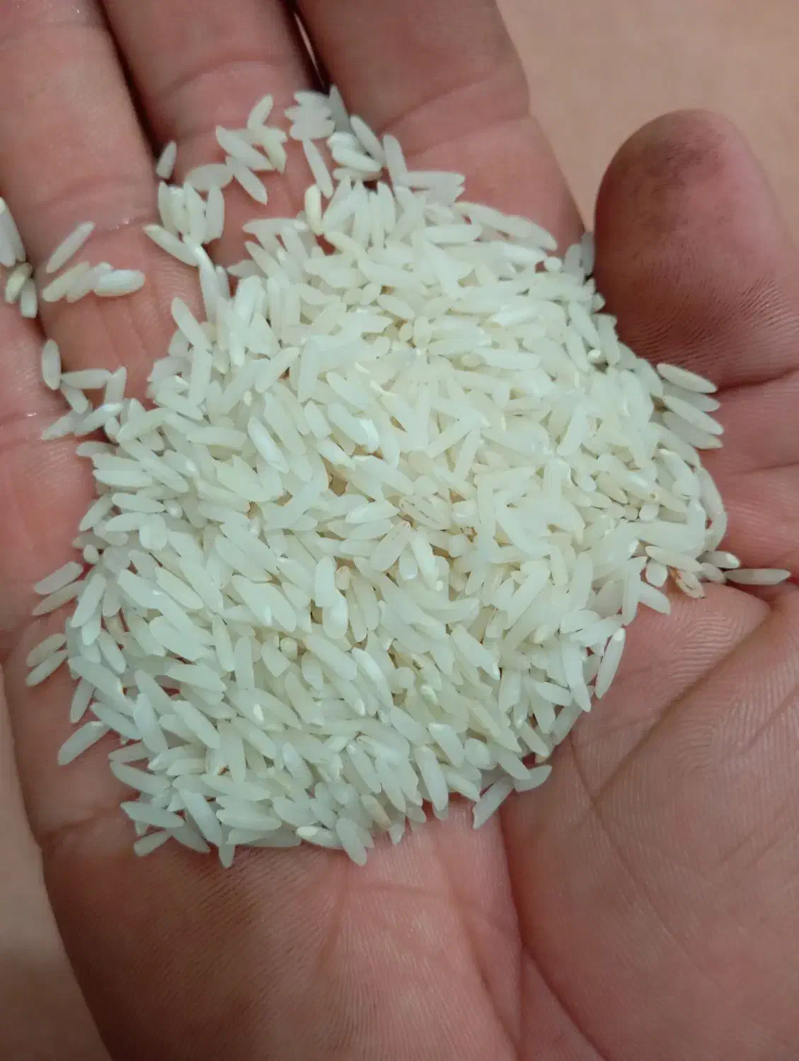 برنج محلی هاشمی دره رود|خوردنی و آشامیدنی|پارسآباد, |دیوار