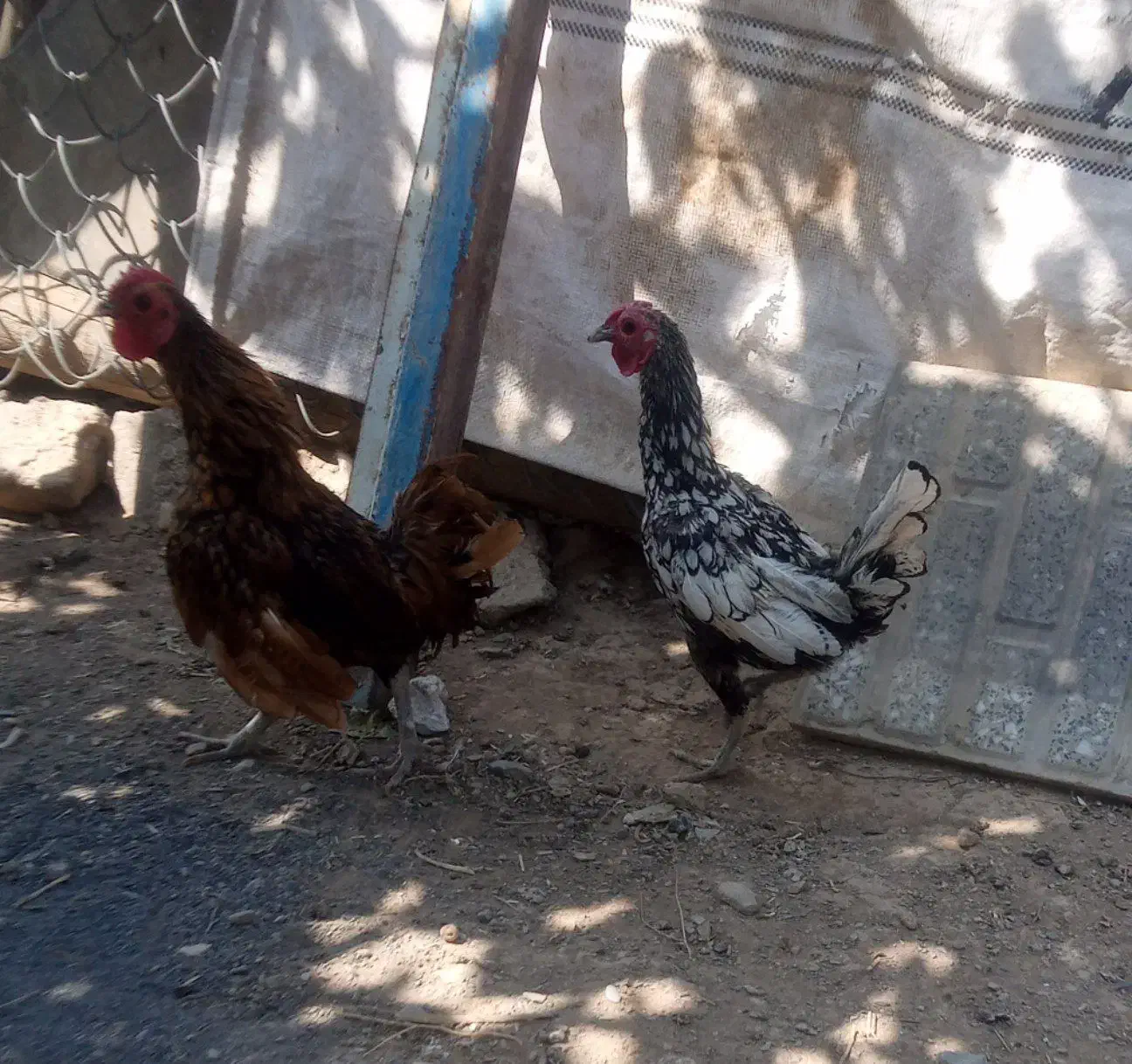 خروس زینتی سبیرایت|حیوانات مزرعه|کمیجان, |دیوار