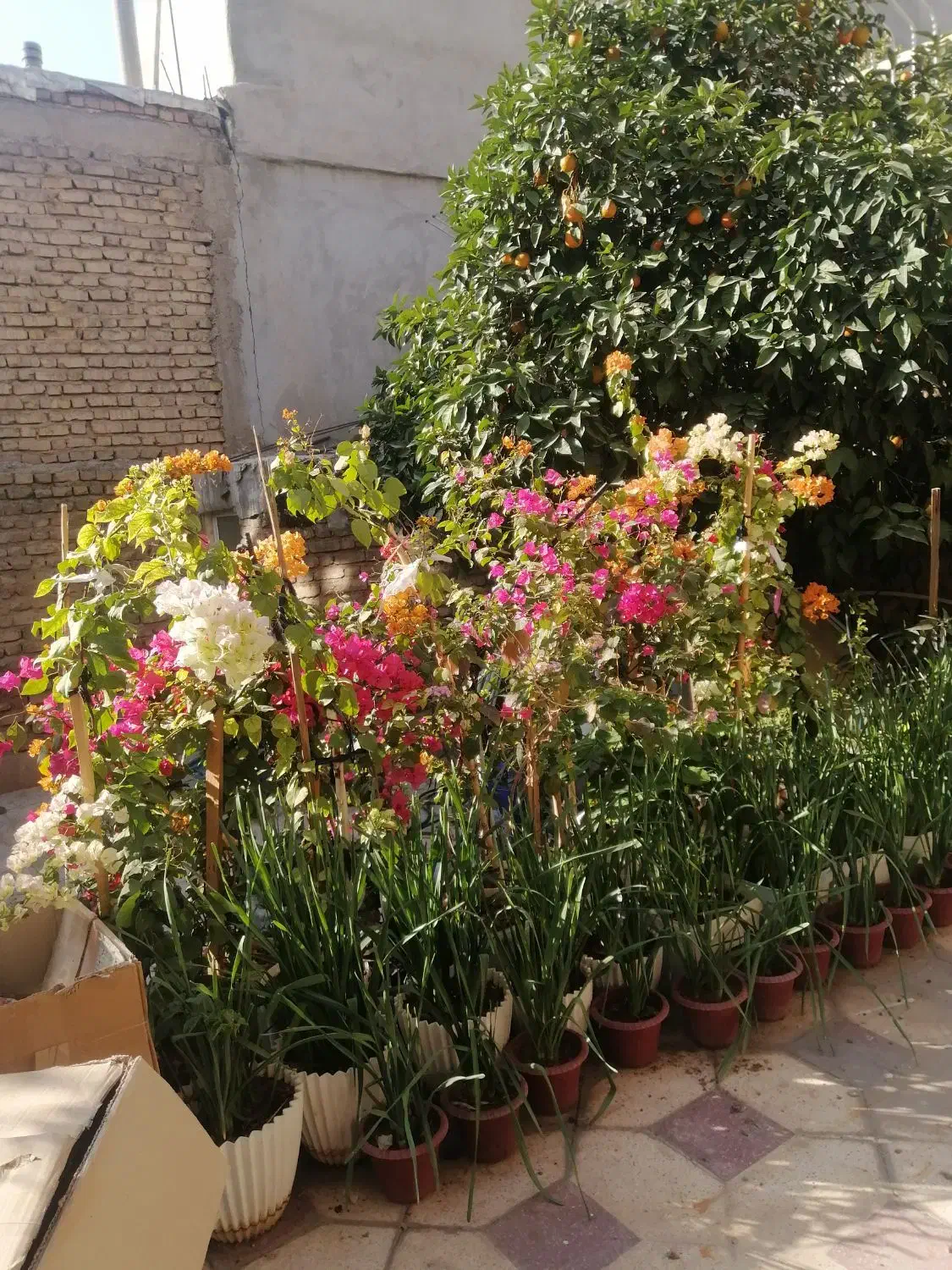 گل کاغذی.پیازگل نرگس آماده گل. گل ابریشمی|گل و گیاه طبیعی|شیراز, نصر|دیوار