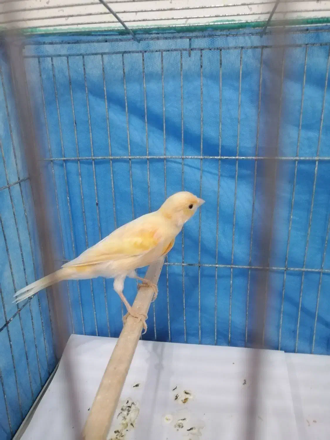 قناری نر|پرنده|رشت, حمیدیان|دیوار