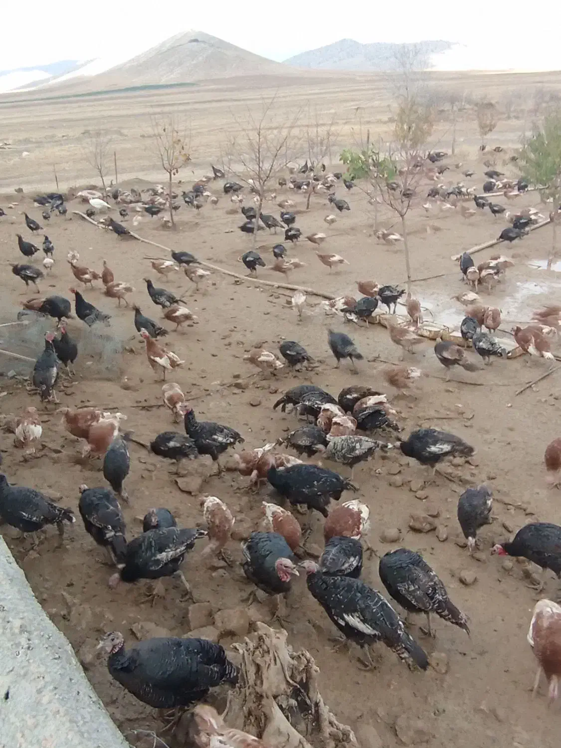 فروش بوقلمون|حیوانات مزرعه|کوهدشت, |دیوار