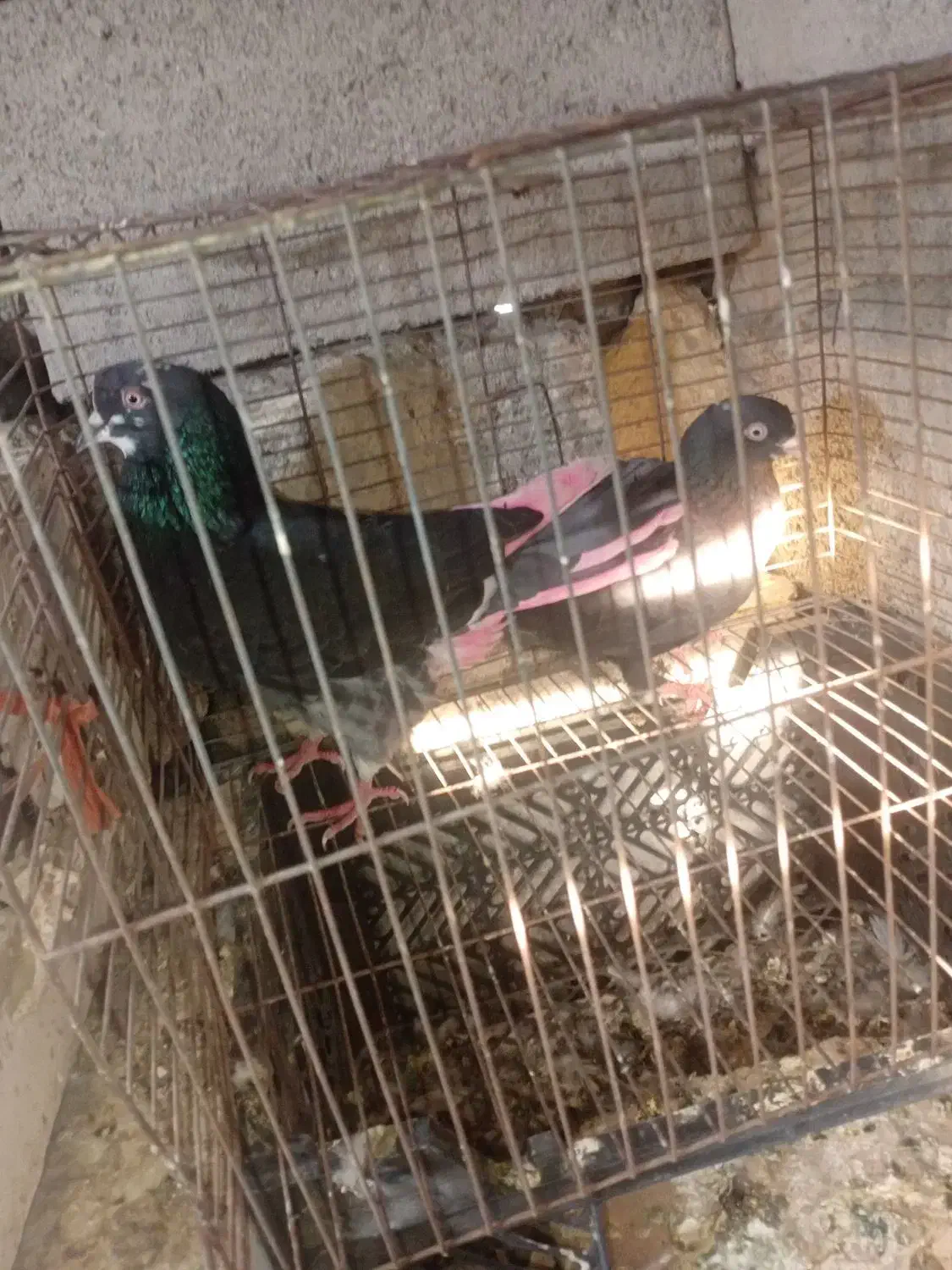 کفترپرشی|پرنده|میناب, |دیوار