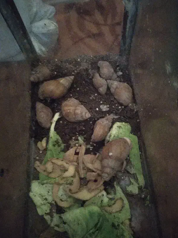 حلزون|خزنده|مشهد, توس (بلوار توس)|دیوار