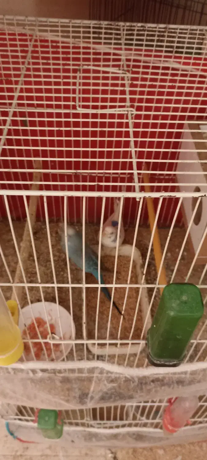 مرغ عشق|پرنده|شیروان (خراسان), |دیوار