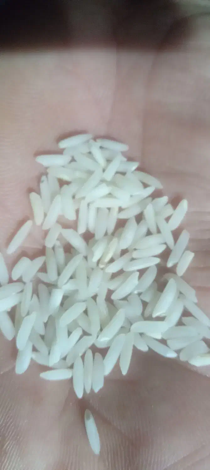 برنج صدری موجود است|خوردنی و آشامیدنی|رودبنه, |دیوار