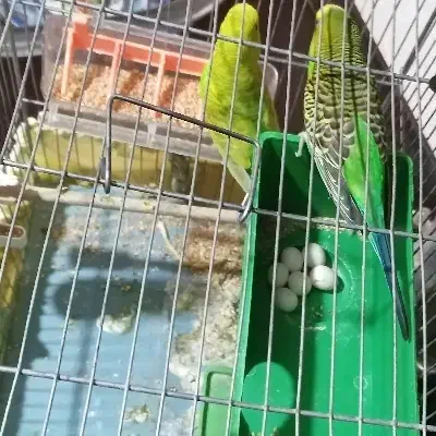 مرغ عشق تخم گذار مولد|پرنده|شاهینشهر, مسکن مهر|دیوار