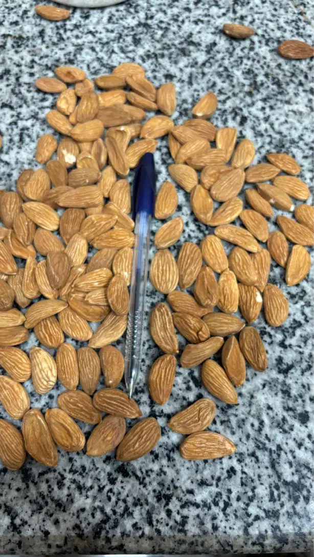 خرید انواع بادام نقدی|عمده‌فروشی|خانمیرزا, |دیوار