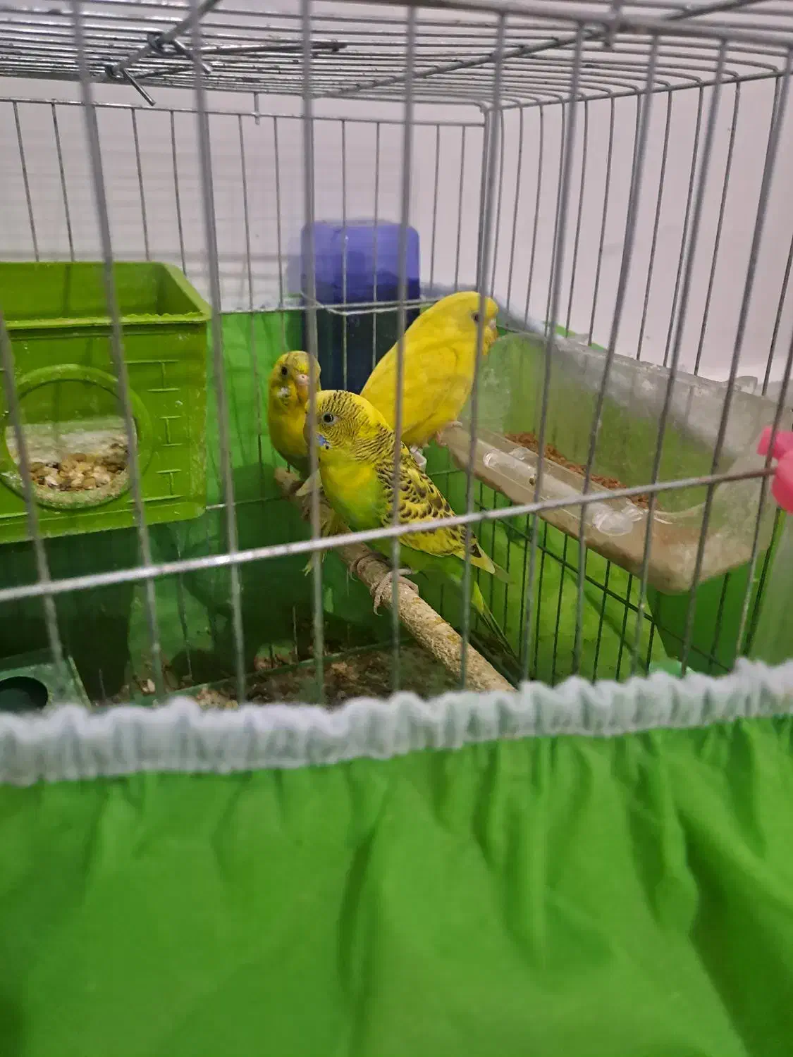 مرغ عشق|پرنده|مسجد سلیمان, |دیوار