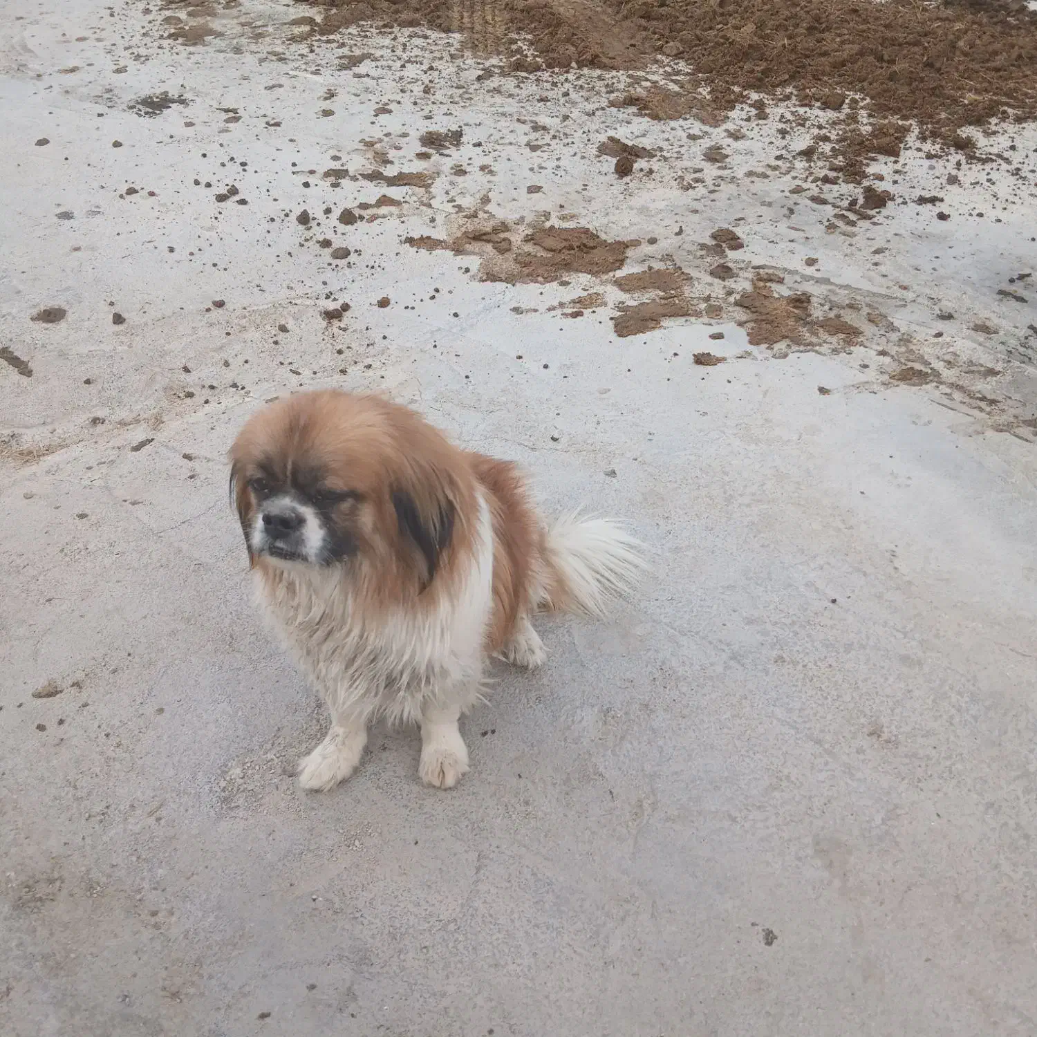 سگ خانگی|سگ|رامهرمز, |دیوار