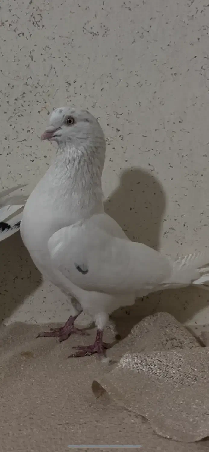 کبوتر|پرنده|ابهر, |دیوار