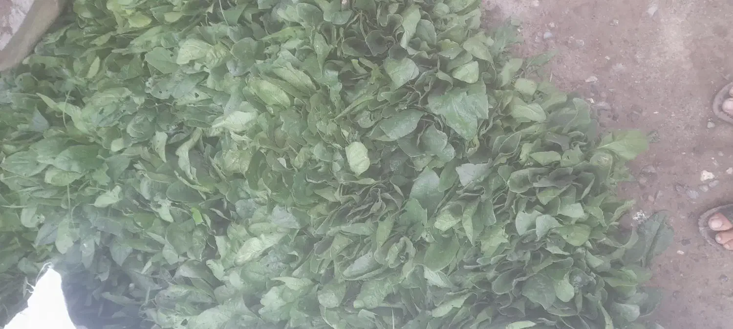 اسفناج آماده|خوردنی و آشامیدنی|خان ببین, |دیوار