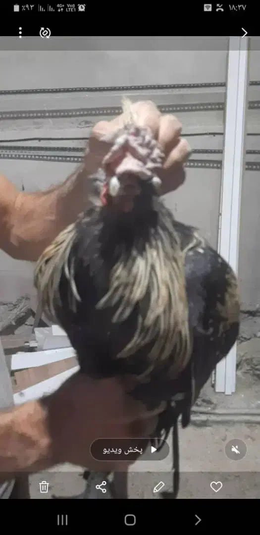 خروس گلین|حیوانات مزرعه|شیراز, آبیاری|دیوار