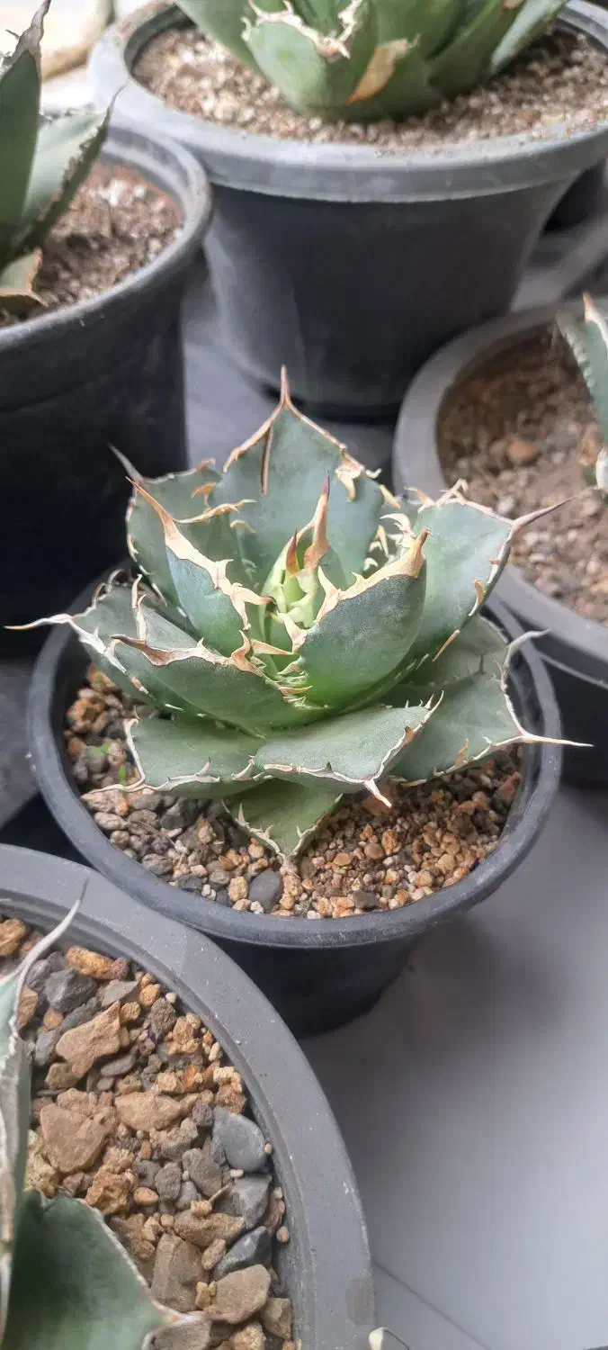 ۴ تا اگاو میکس|گل و گیاه طبیعی|تهران, مهران|دیوار