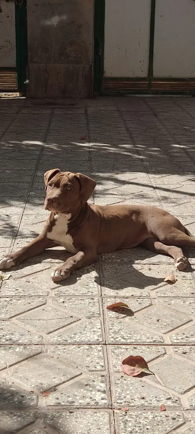 سگ پیتیول ماده|سگ|اسفراین, |دیوار