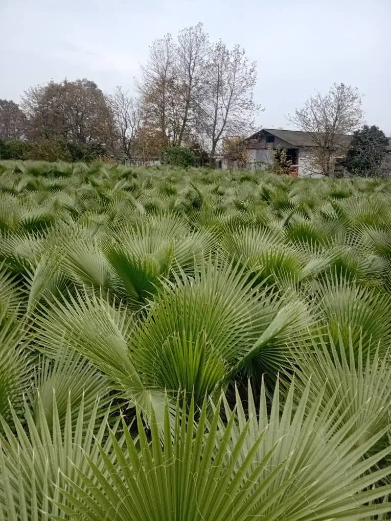 نهال پالم واشنگتن تنه قرمز|گل و گیاه طبیعی|آمل, |دیوار