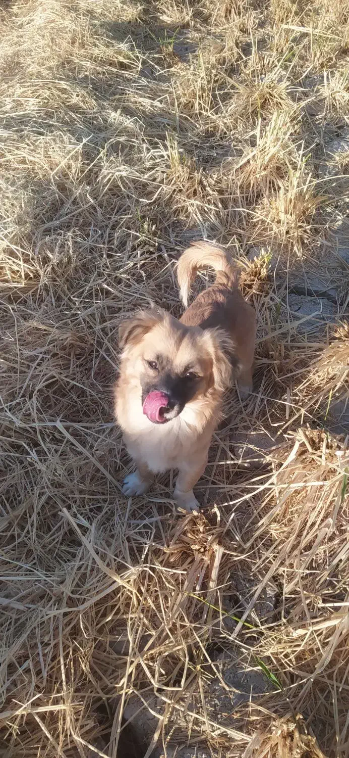 واگذاری سه تا سگ پاپی اشپیتز|سگ|فلاورجان, |دیوار