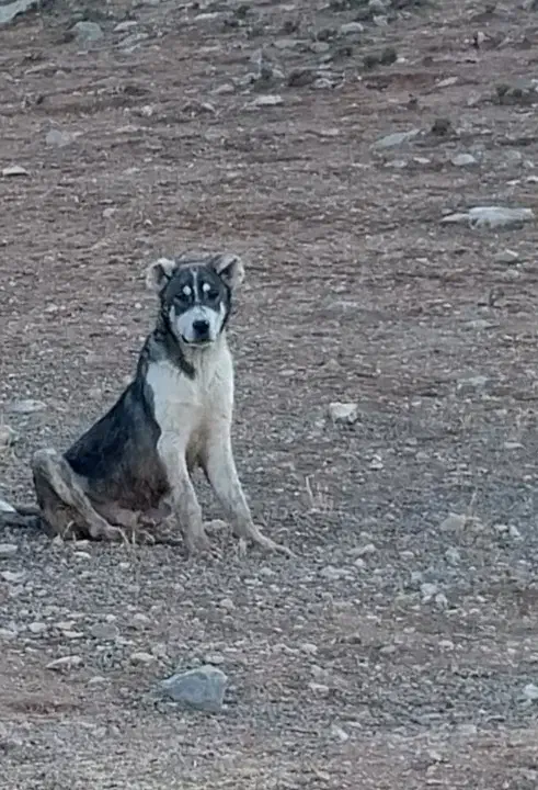 سرابی اصیل|سگ|عجب شیر, |دیوار