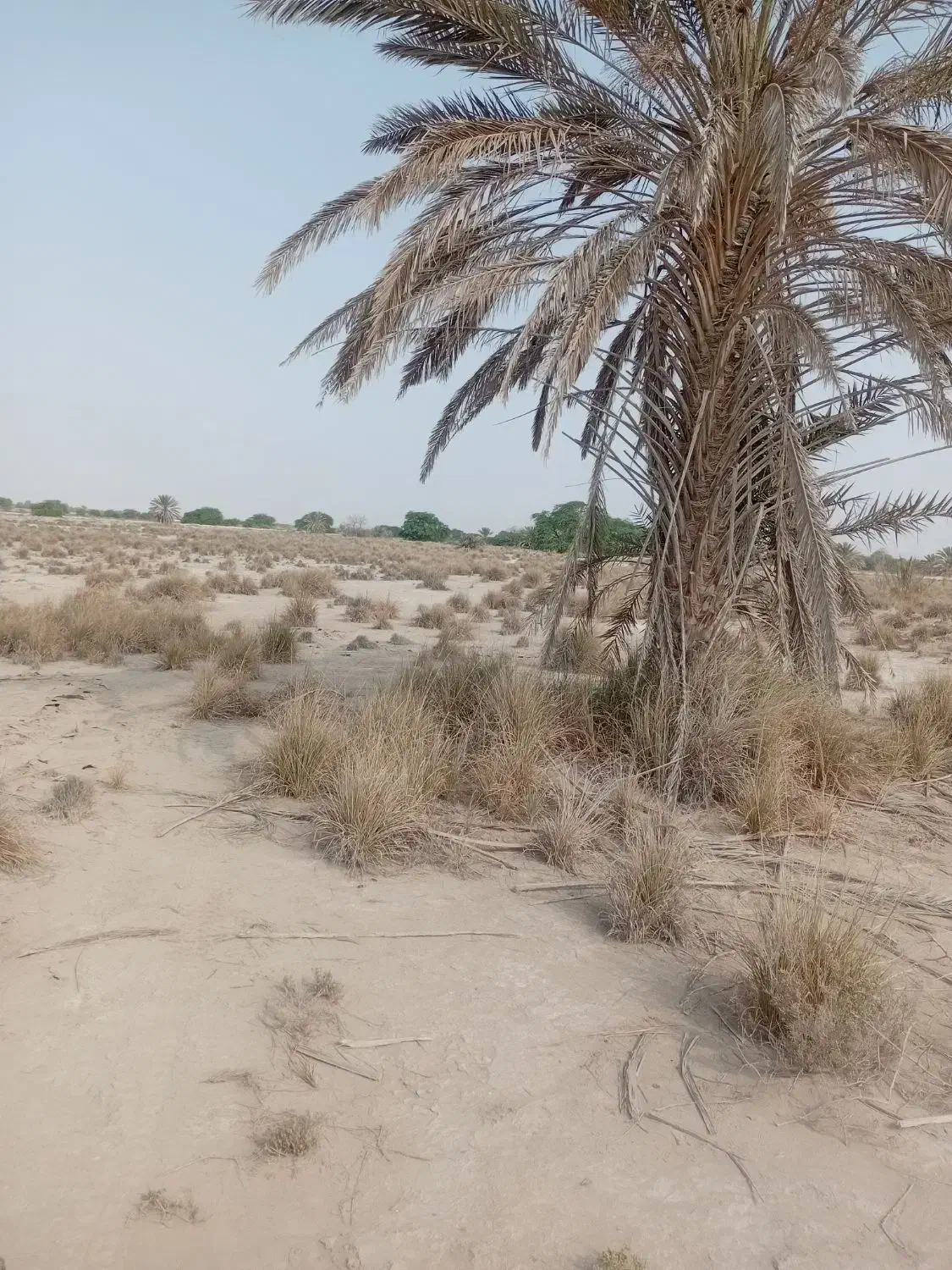 فروش زمین|فروش دفتر صنعتی، کشاورزی، تجاری|تخت, |دیوار