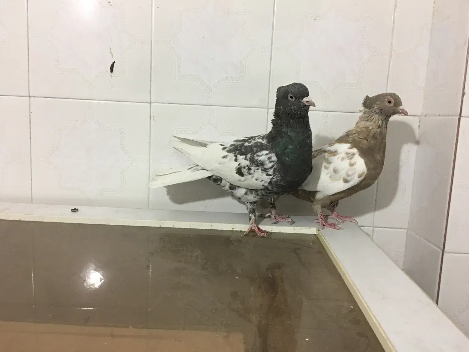 کفتر کبوتر بهبهانی|پرنده|شیراز, تندگویان|دیوار