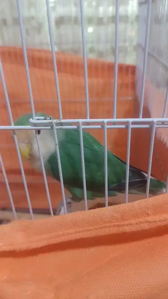 جفت طوطی برزیلی بسیار سالم وسرحال باقفس بزرگ|پرنده|چالوس, |دیوار