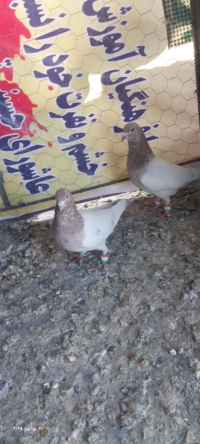 پرنده|پرنده|جغتای, |دیوار