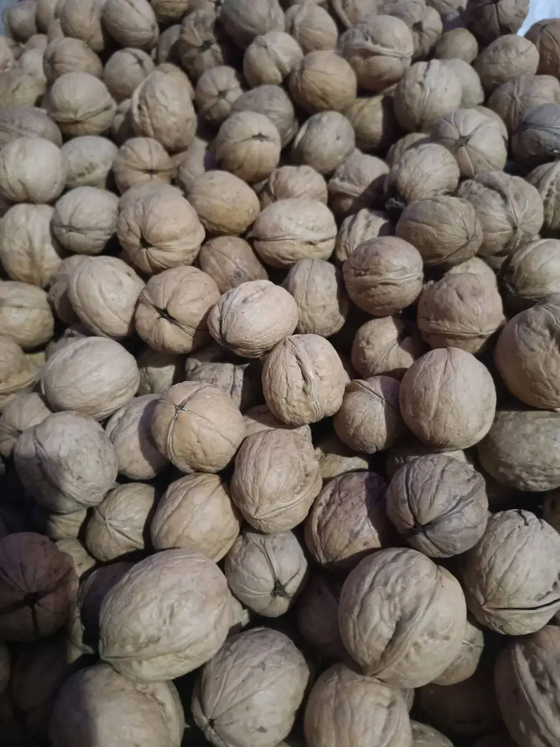 گردو پوست کاغذی بار نو امسالی|خوردنی و آشامیدنی|شیراز, شهرک دارایی|دیوار