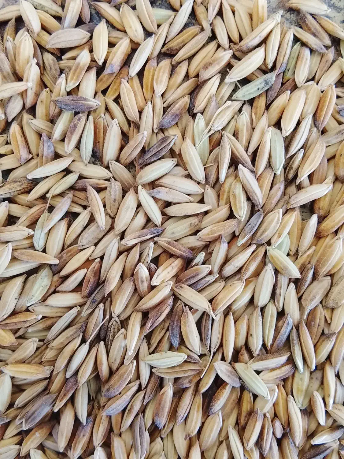 چلتوک عنبر بو خشک بوجاری شده|حراج|شوشتر, |دیوار