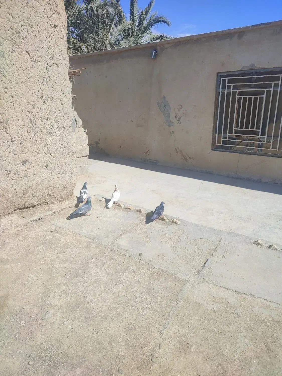 کبوتر|پرنده|سراوان, |دیوار