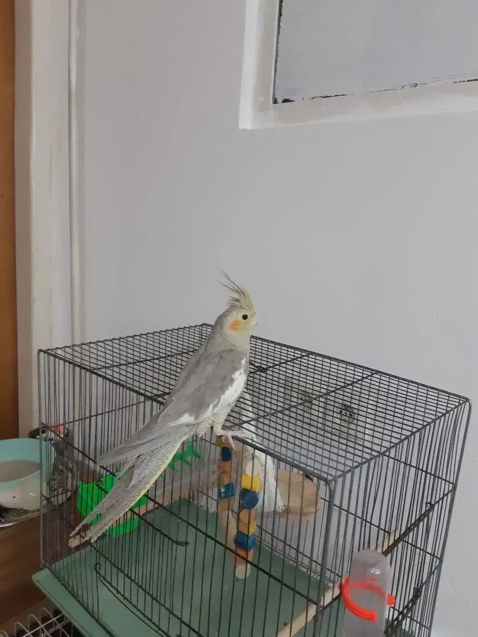 عروس هلندی نرباقفس وهمه لوازمش یه چیزی بلغور میکنه|پرنده|قم, انصارالحسین|دیوار